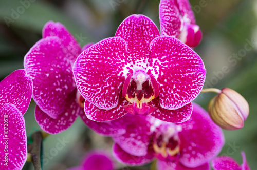 Fototapeta Naklejka Na Ścianę i Meble -  Pink phalaenopsis orchid flower