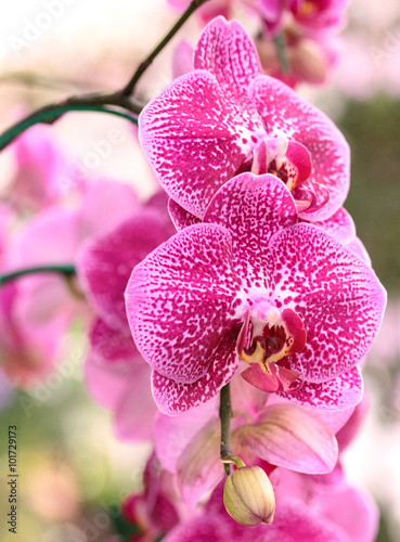 phalaenopsis orchid flower