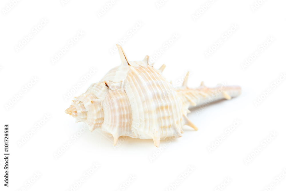 Sea shell isolated on a white Sea shell isolated on a white