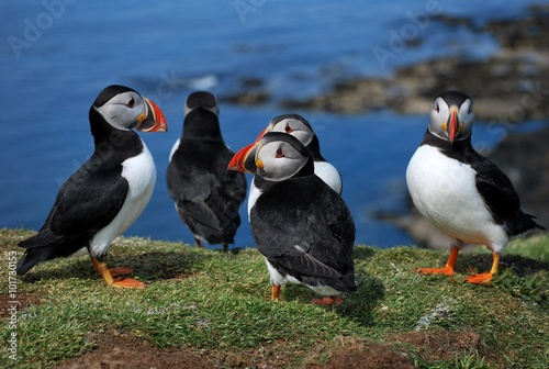 Canvas Print group of puffins