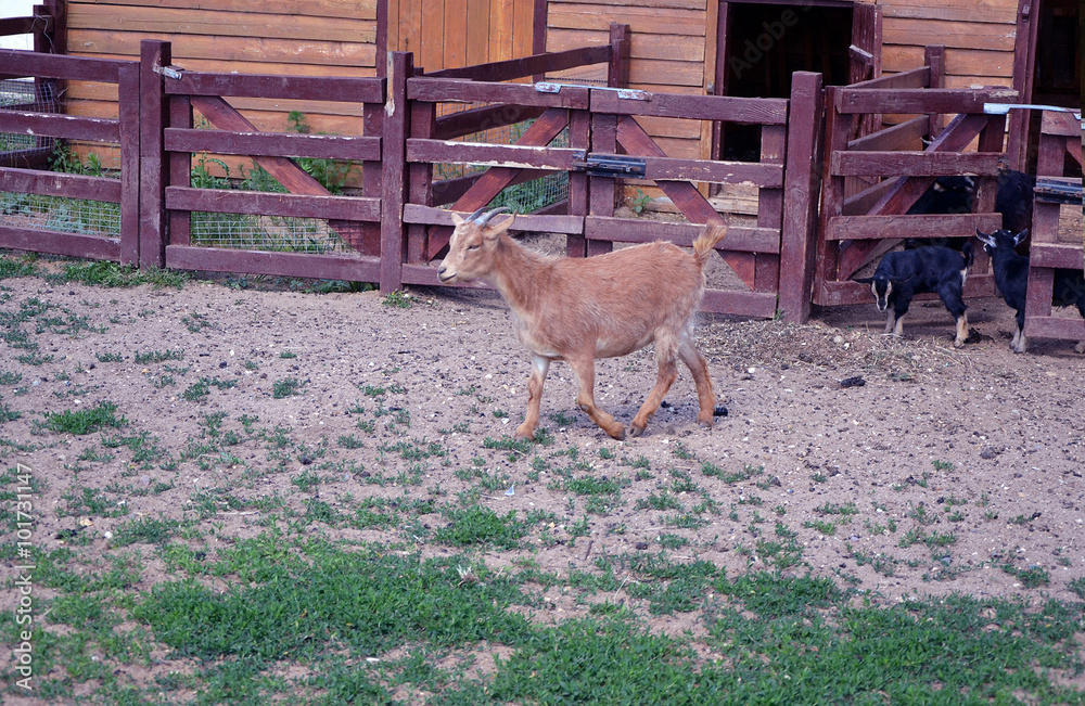 Fototapeta premium Козлик в загоне