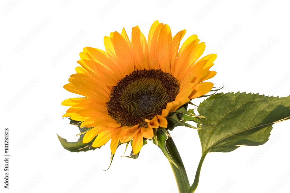 Obraz premium Sunflower against white background
