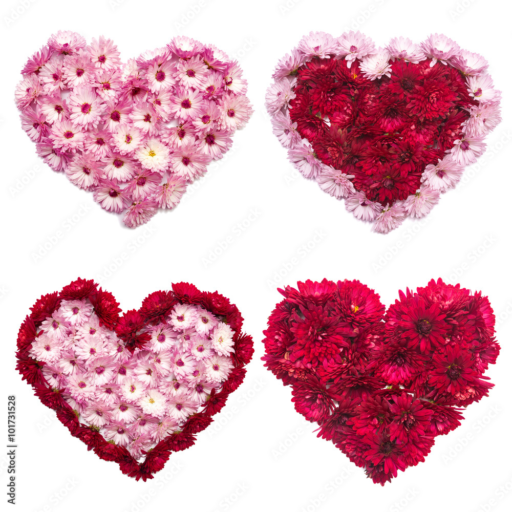 Collection of hearts from flowers of chrysanthemums Collection of hearts from flowers of chrysanthemums