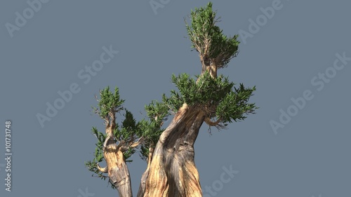 Bristlecone Pine Thick Tree Two Trunks Green Narrow Long Leaves Are Fluttering Crown in Summer Computer Generated Animation Made in Studio
