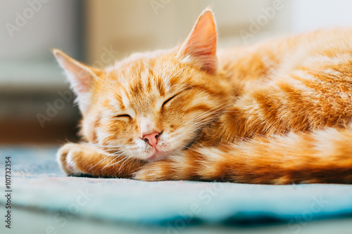 Fototapeta Naklejka Na Ścianę i Meble -  Close up of Small Peaceful Orange Red Tabby Cat Male Kitten Curl