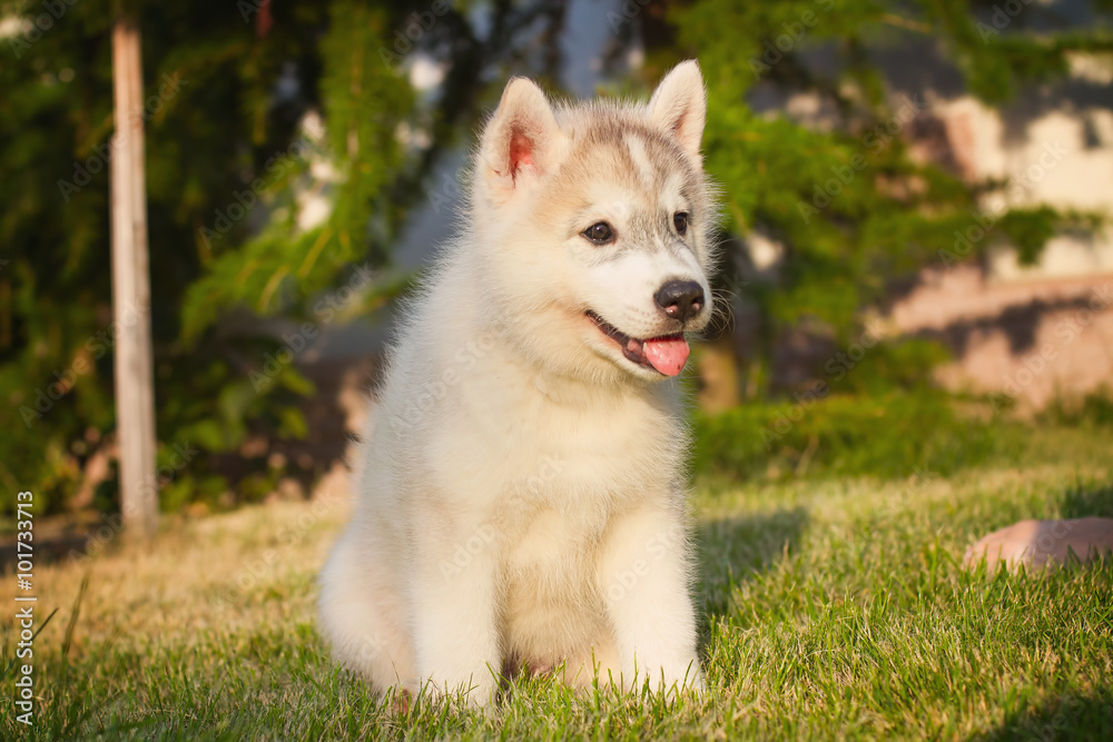 Portrait of a Siberian Husky puppy walking in the yard. Portrait of a Siberian Husky puppy walking in the yard.