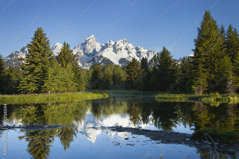 Grand Teton mountains with pond and trees in morning light