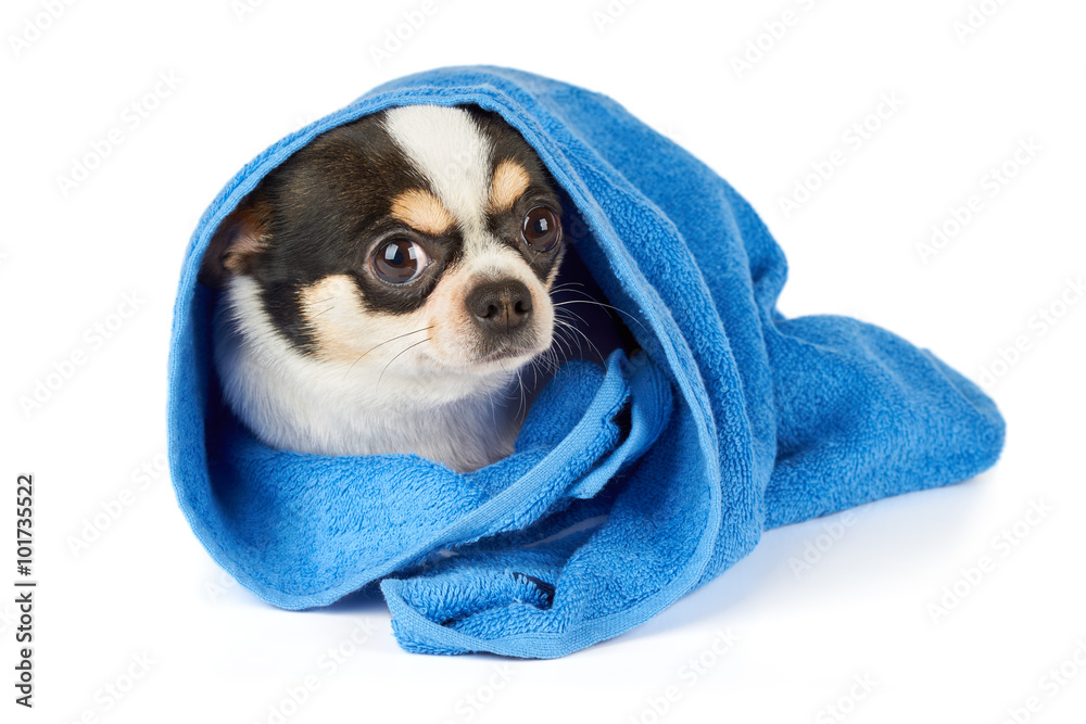 Chihuahua in blue towel