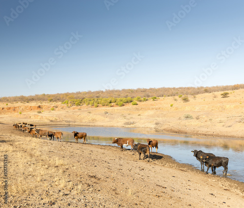 Beef Cattle in Africa