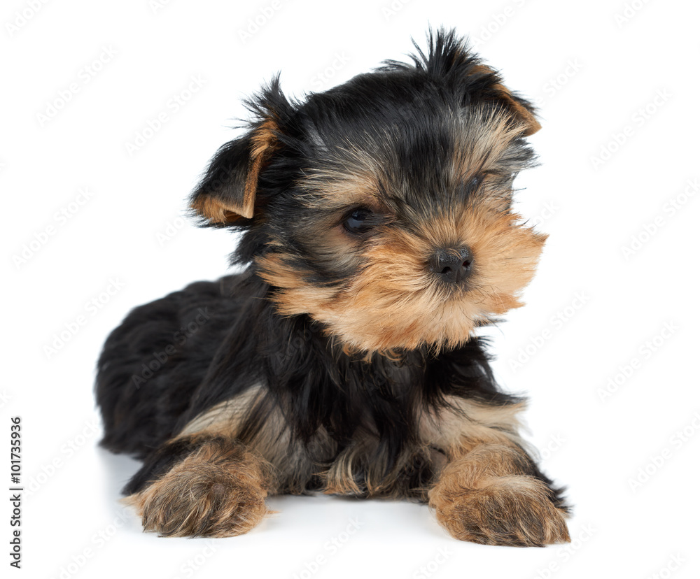 One puppy on white One puppy on white