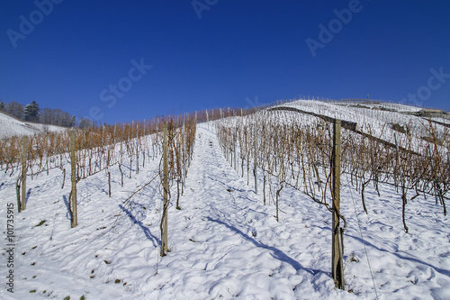 Weinberge im Winter