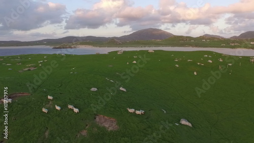 Stunning aerial shot on the Isle of Harris, Scotland near the coast flying over a flock of sheep
 photo