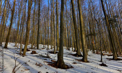 Winter forest photo