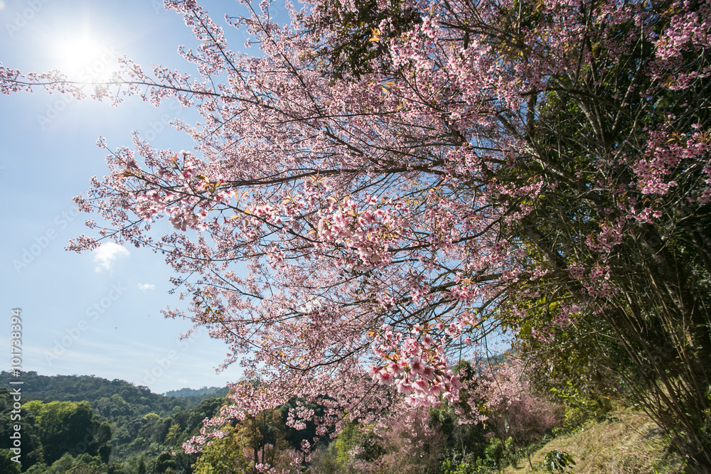 Pink sakura, Cherry blossom in Thailand. Pink sakura, Cherry blossom in Thailand.
