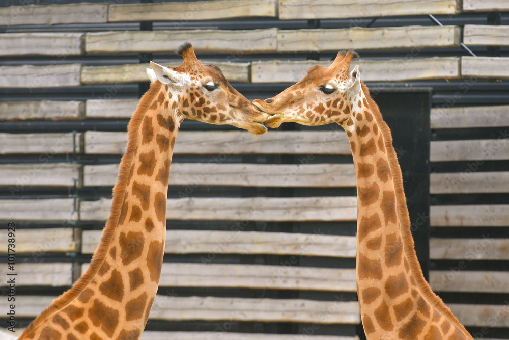 Fototapeta premium Girafes, amour fou