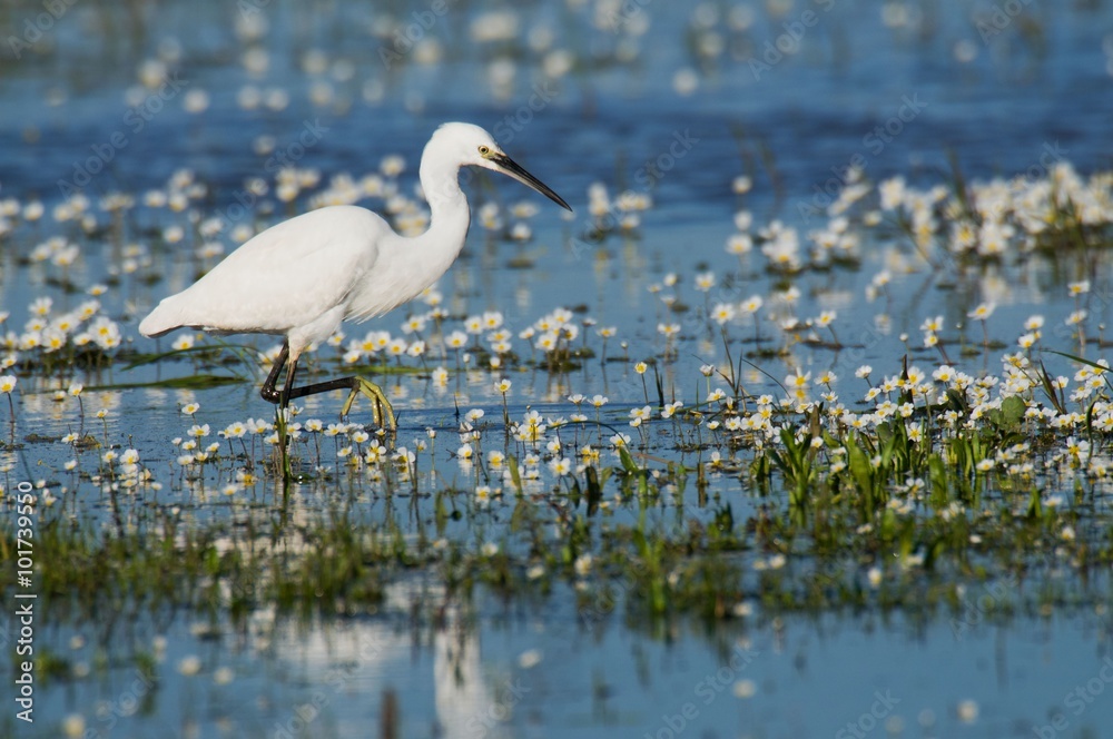 Naklejka premium garceta comun PN Doñana