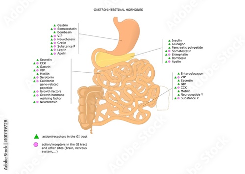 List of main gastrointestinal hormones