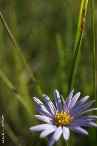 fleur violette photo