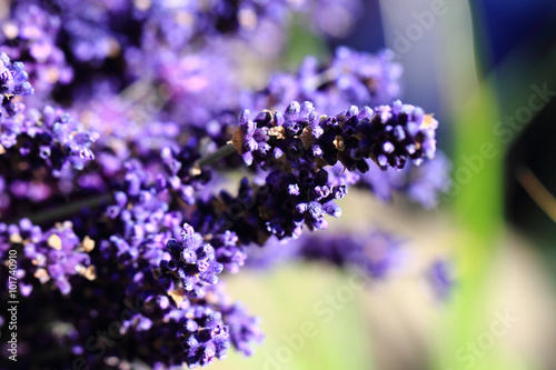 violet lavender flowers