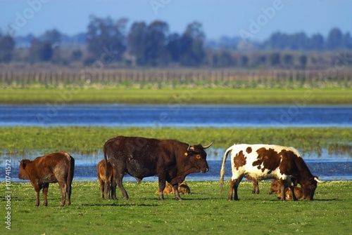 Vacas marismeñas PN Doñana © jorgesierra