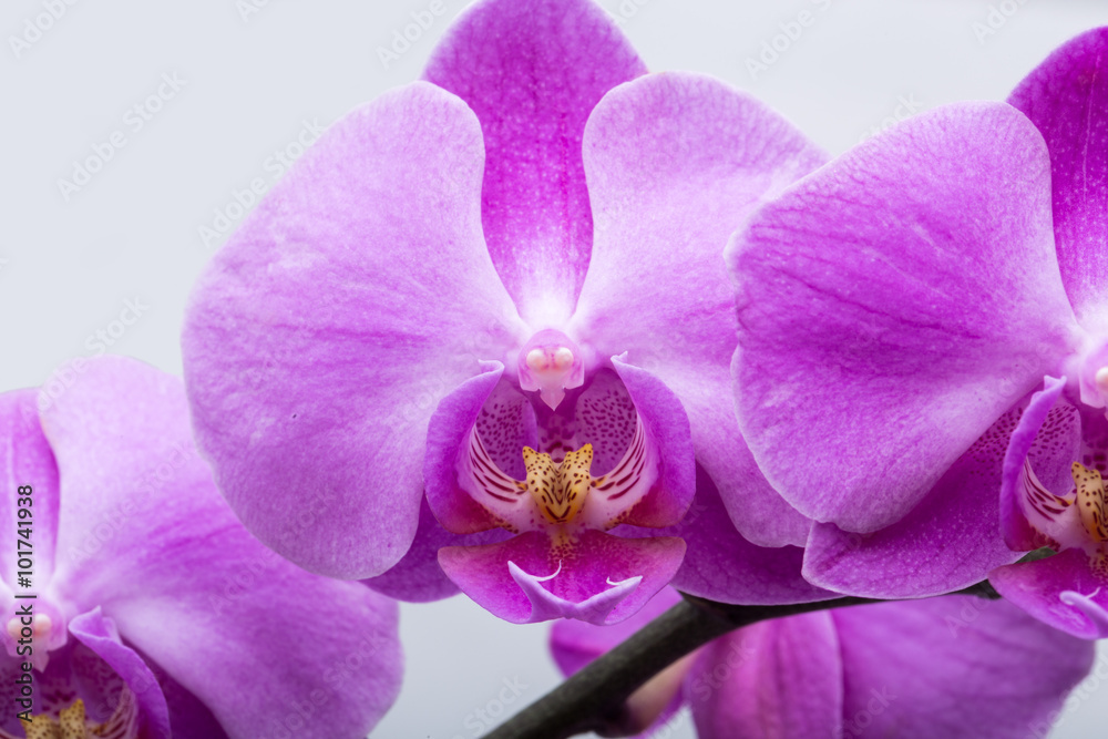 Pink streaked orchid flower, isolated on white background Pink streaked orchid flower, isolated on white background