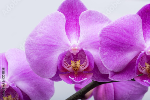 Pink streaked orchid flower, isolated on white background © wjarek
