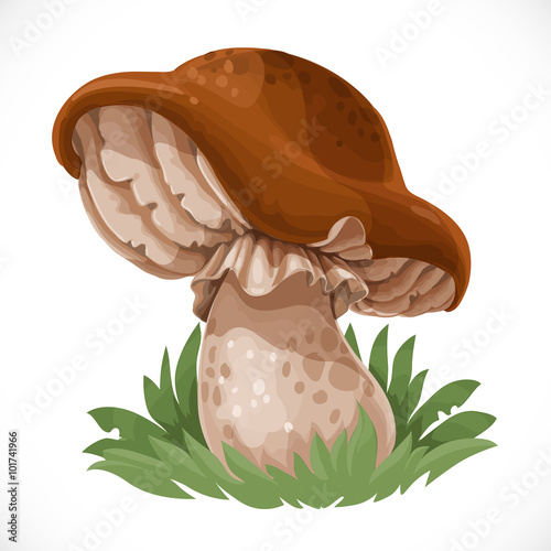 Large edible mushroom in the grass