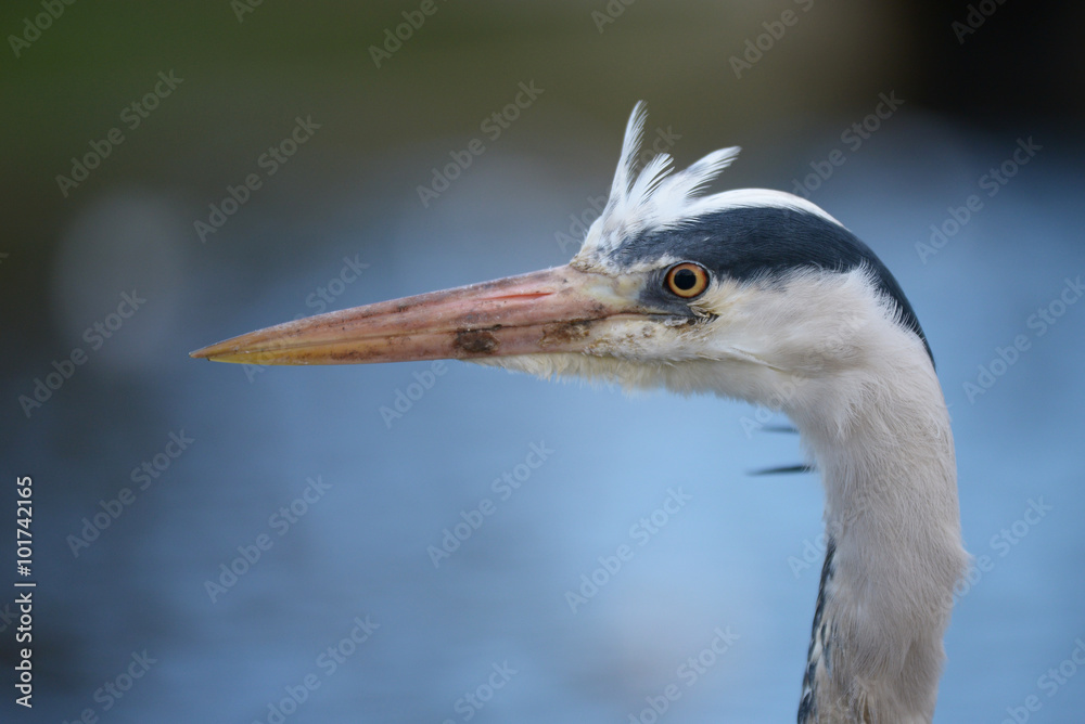 Grey Heron, Ardea cinerea Grey Heron, Ardea cinerea