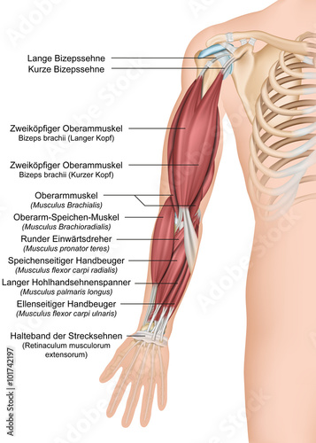 Anatomie des menschlichen Arms, Vorderansicht komplett photo