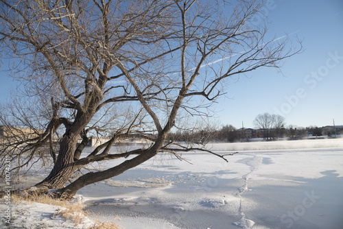 Willow tree bends out over the ice and snow of a frozen river.