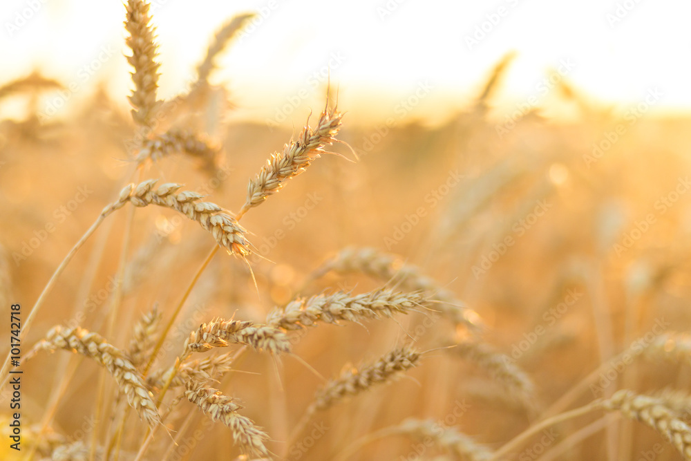 Golden ripe wheat field background Golden ripe wheat field background
