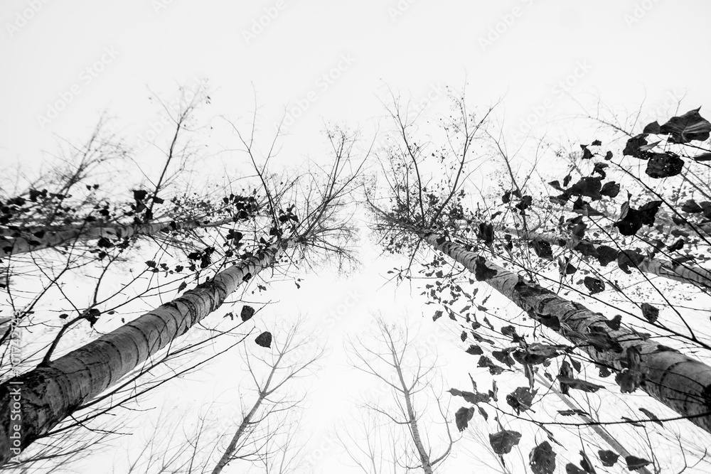 Fototapeta premium árbol al cielo II
