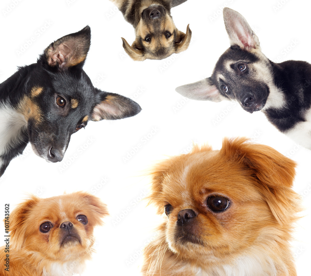 Obraz premium Funny puppy looks