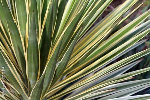Closeup of  a Yucca Plant © egiadone
