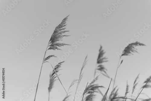 Common Reed (Phragmites australis) seed heads against the winter sky,