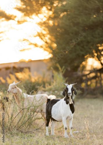 Fototapeta Naklejka Na Ścianę i Meble -  Goats Grazing at Sunset