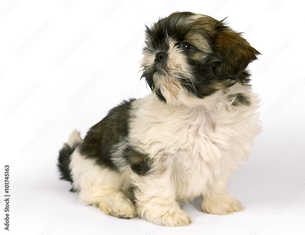 Shih-tzu baby girl puppy two months old isolated on white. Clipping path incl. Shih-tzu baby girl puppy two months old isolated on white. Clipping path incl.