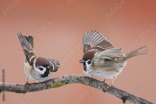birds sparrows staged a showdown outstretched wings on a branch in spring