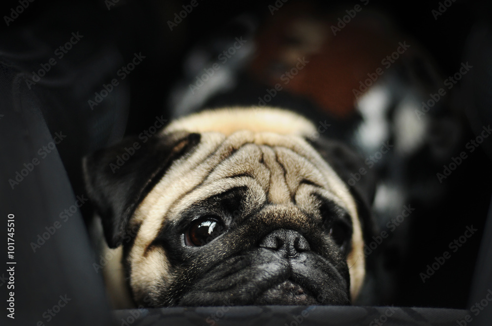 Sad pug portrait lying on black background
