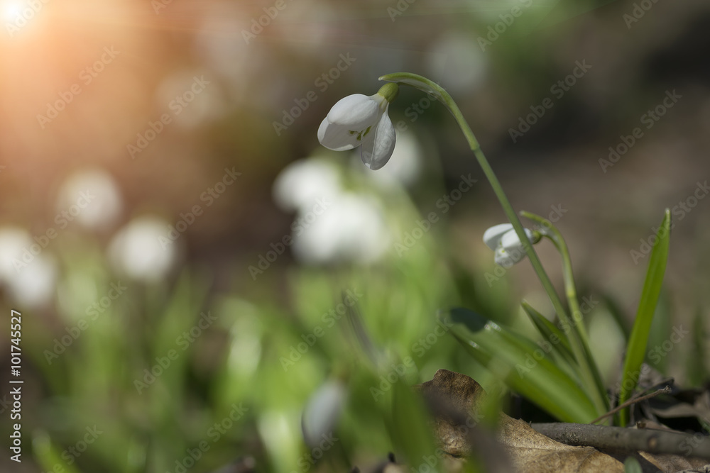 Snowdrops Galanthus plicatus in spring forest Snowdrops Galanthus plicatus in spring forest