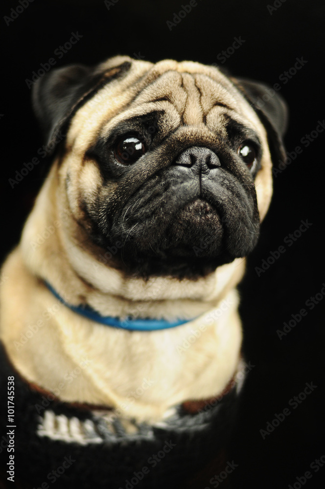 Beige pug portrait on black background