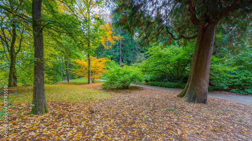 Washington park arboretum photo