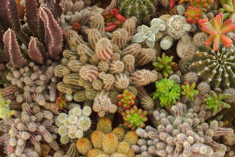 Fototapeta premium Succulent plants. 