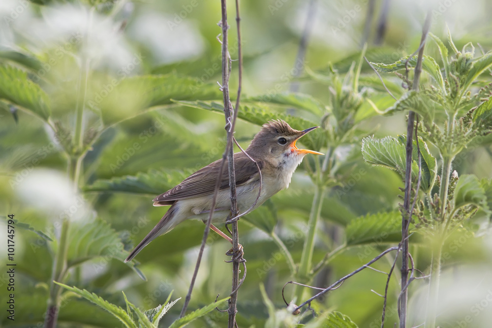 Fototapeta premium the bird is a garden Warbler sings while sitting in a nettle Bush