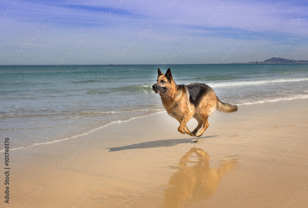 Fotografie German Shepherd dog running on the beach