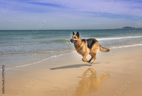 Vászonkép German Shepherd dog running on the beach