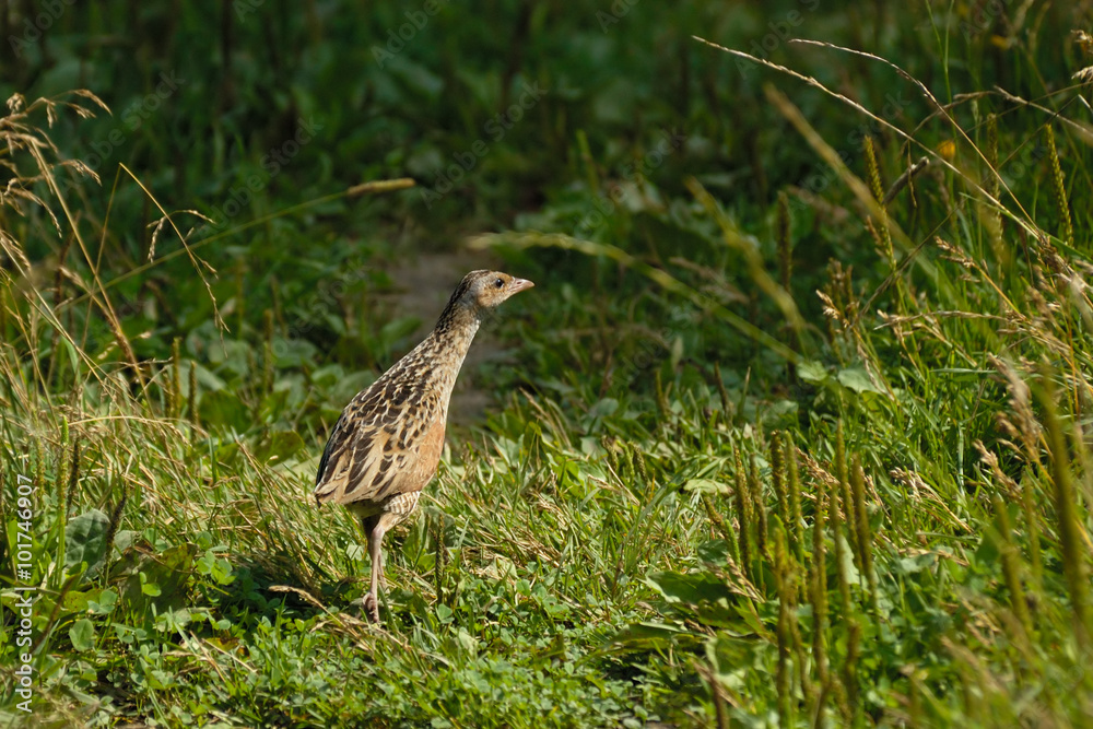 Corncrake at summer meadow Corncrake at summer meadow