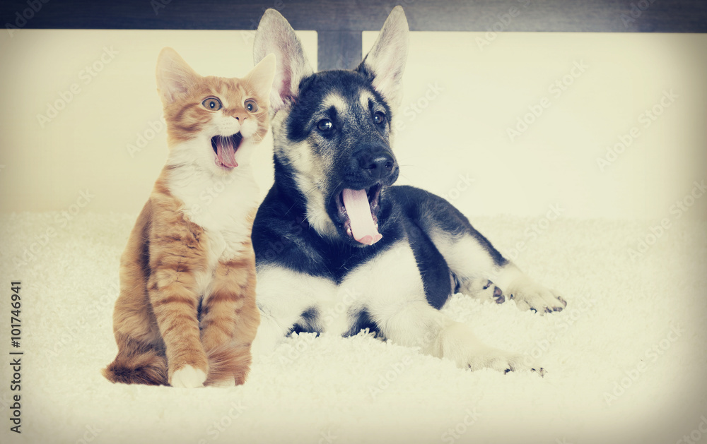 Puppy and kitten yawning