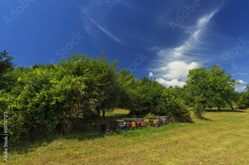 Beehives in the countryside