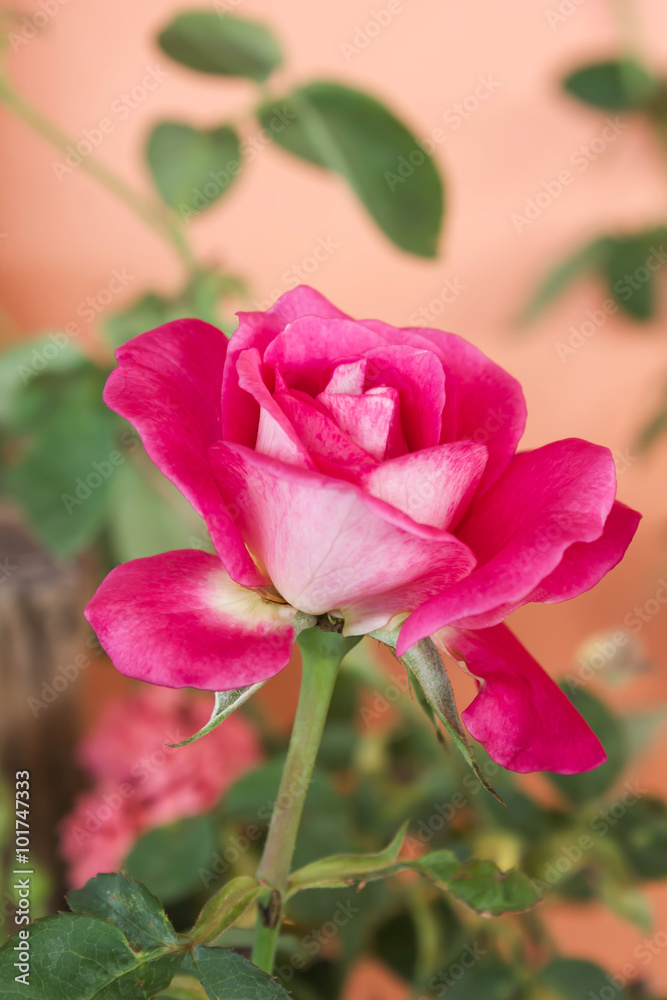 Pink rose for sweet romantic valentine background